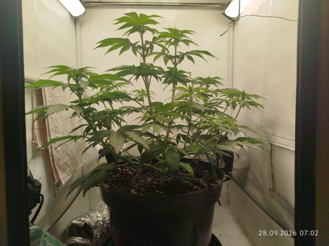 GHS Lemon Orange. Week 5