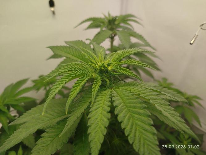GHS Lemon Orange. Week 5
