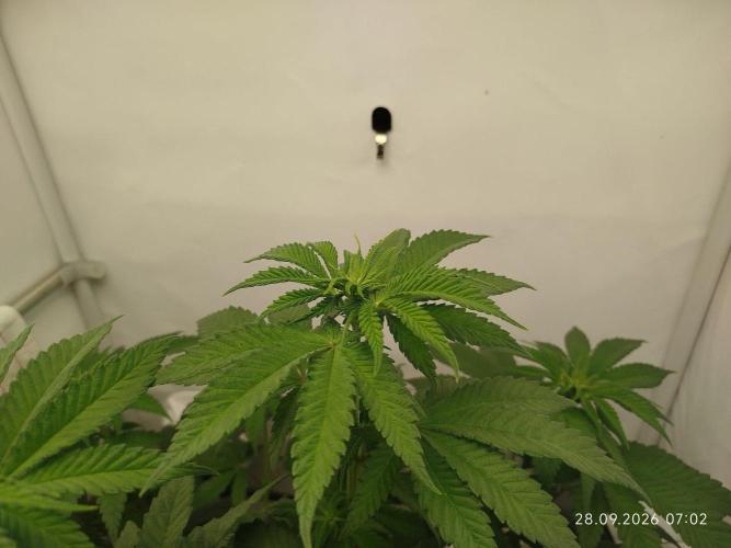 GHS Lemon Orange. Week 5