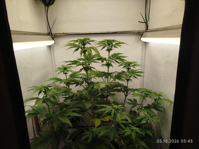 GHS Lemon Orange. Week 6