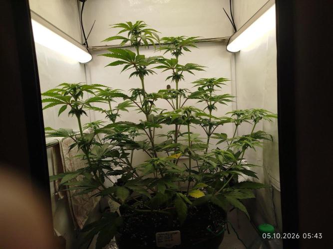 GHS Lemon Orange. Week 6