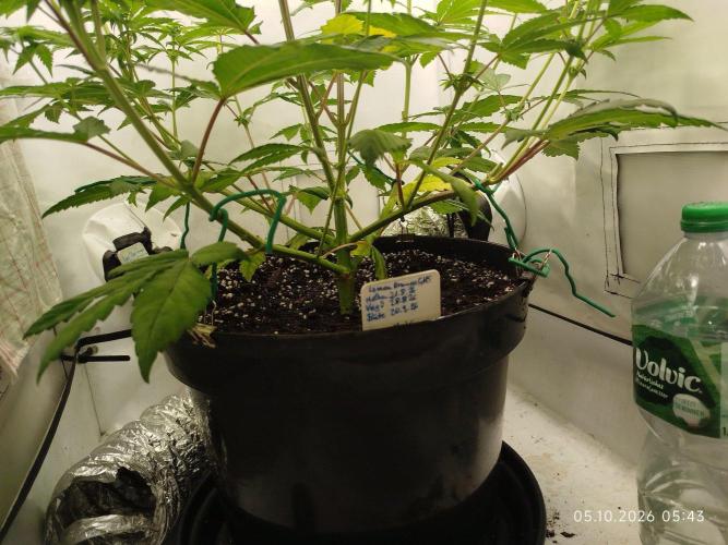 GHS Lemon Orange. Week 6