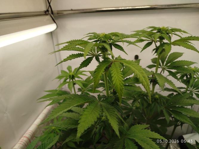 GHS Lemon Orange. Week 6