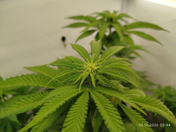 GHS Lemon Orange. Week 6