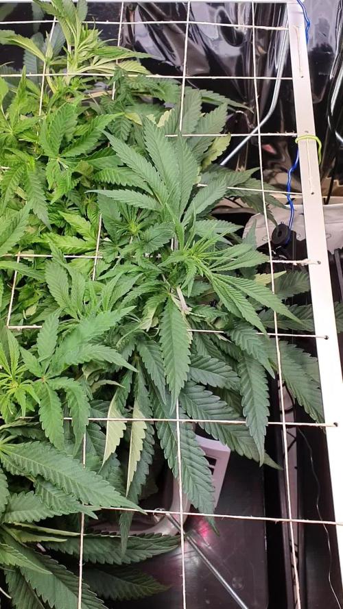 Living Soil - LST & ScrOG 