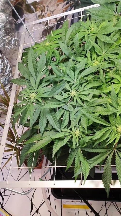 Living Soil - LST & ScrOG 