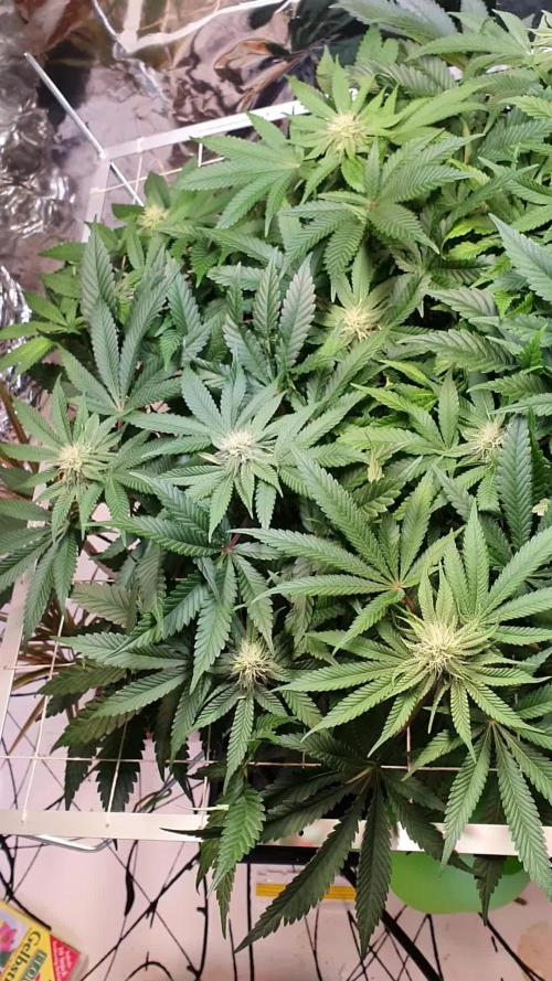 Living Soil - LST & ScrOG 