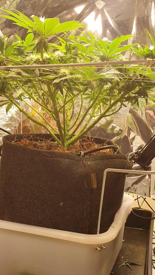 Living Soil - LST & ScrOG 