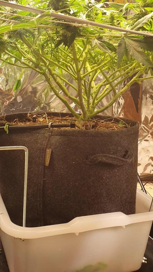 Living Soil - LST & ScrOG 