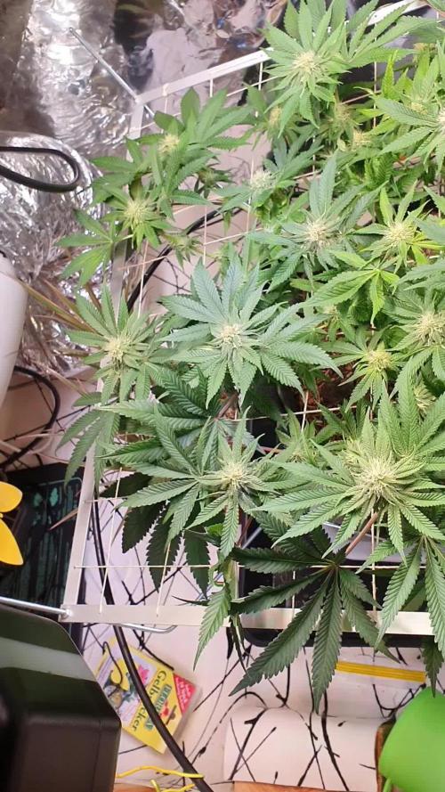 Living Soil - LST & ScrOG 