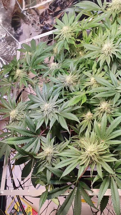 Living Soil - LST & ScrOG 