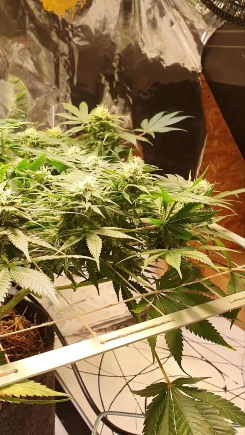 Living Soil - LST & ScrOG 