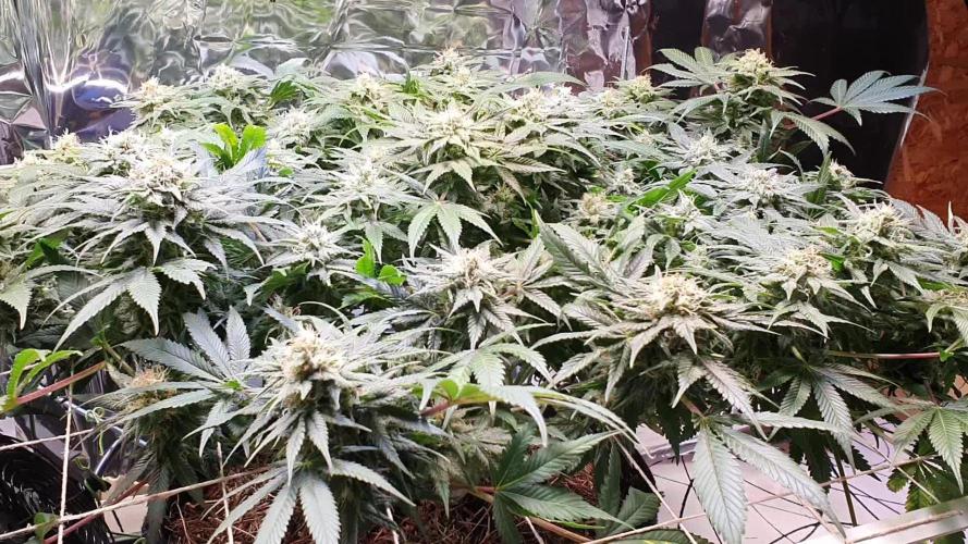 Living Soil - LST & ScrOG 