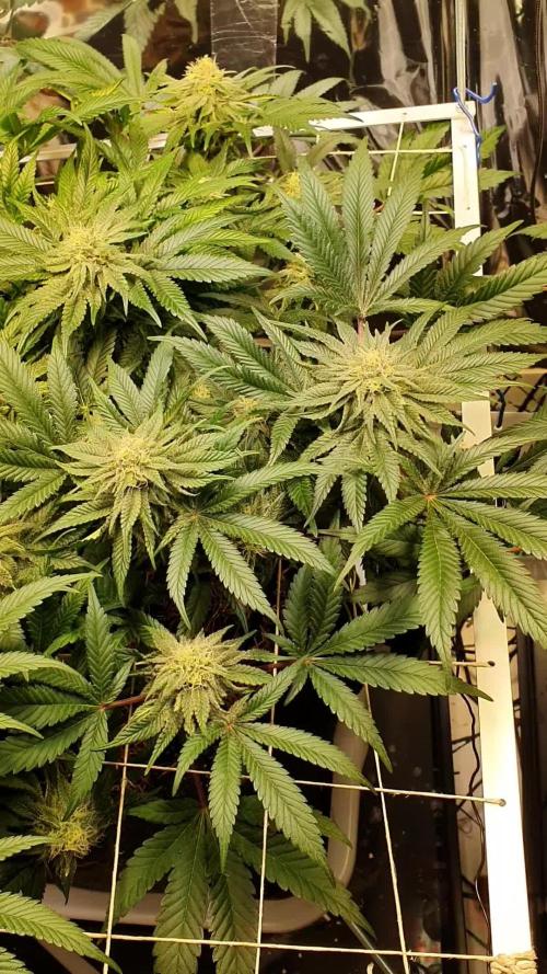 Living Soil - LST & ScrOG 