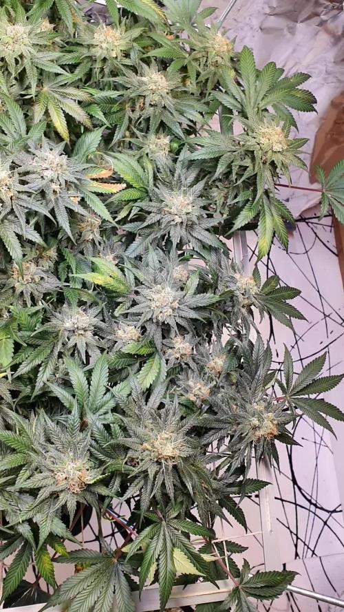 Living Soil - LST & ScrOG 