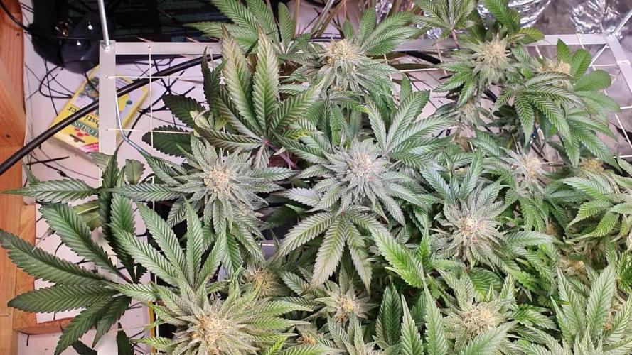Living Soil - LST & ScrOG 