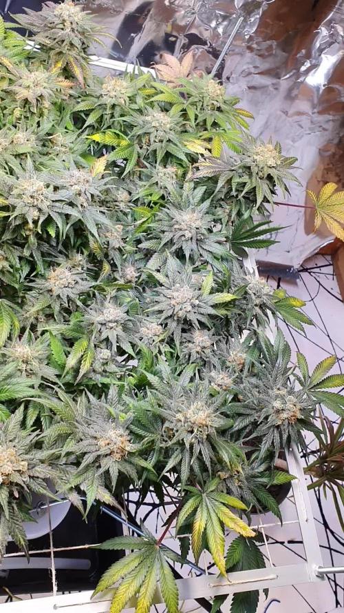 Living Soil - LST & ScrOG 