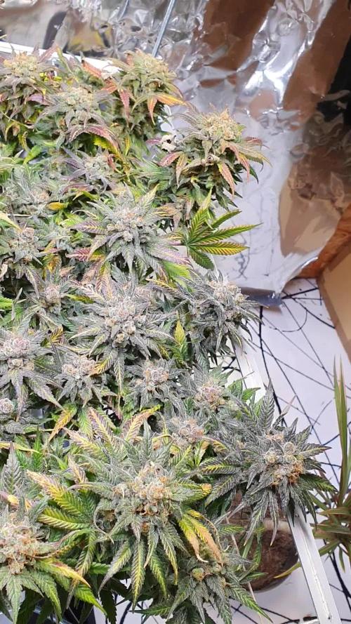 Living Soil - LST & ScrOG 