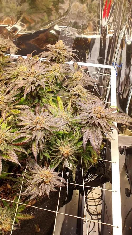 Living Soil - LST & ScrOG 