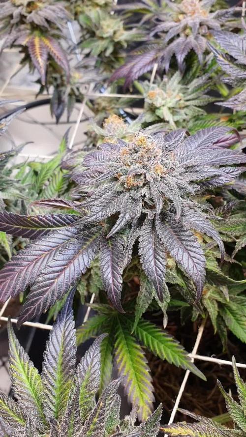 Living Soil - LST & ScrOG 