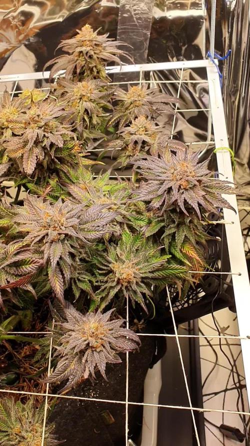 Living Soil - LST & ScrOG 