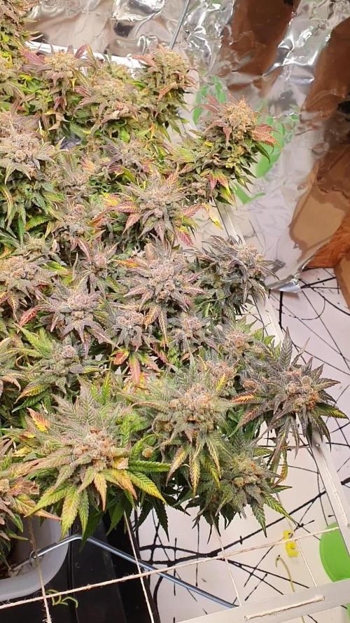 Living Soil - LST & ScrOG 