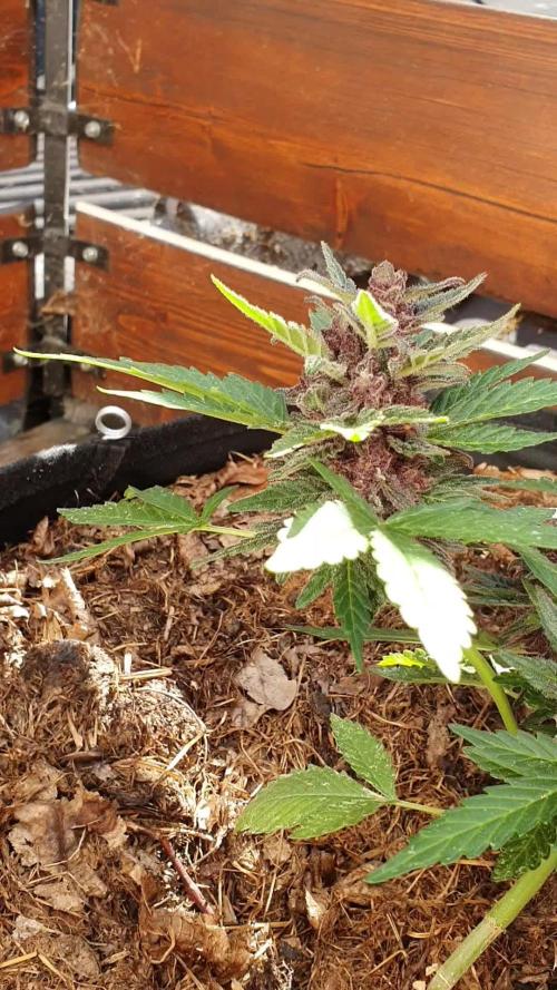 Cherry bonsai