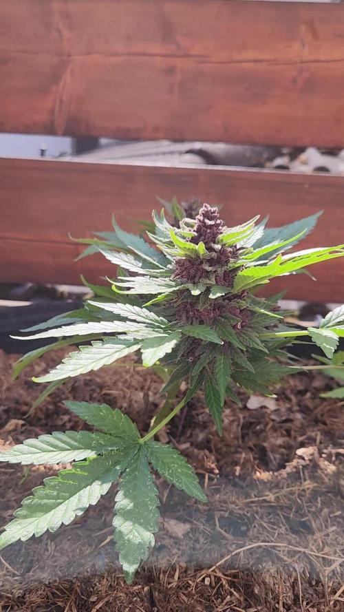 Cherry bonsai