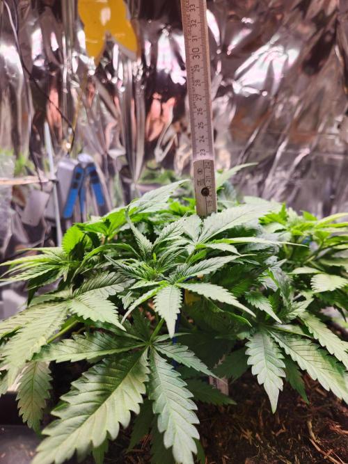 Cream Caramel. Week 8