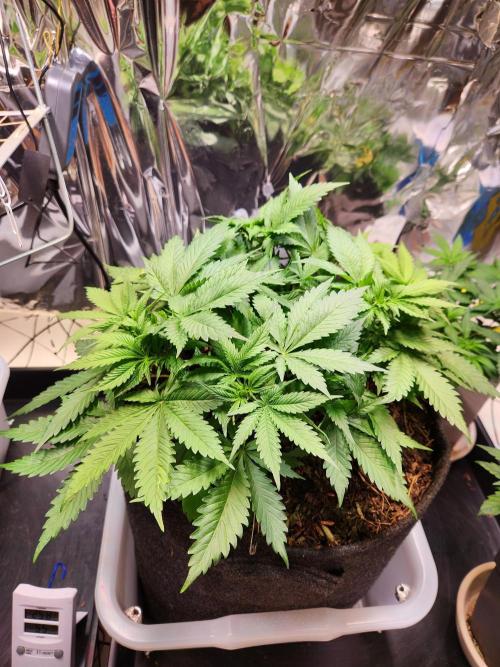 Cream Caramel. Week 8