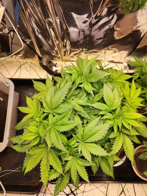 Cream Caramel. Week 8