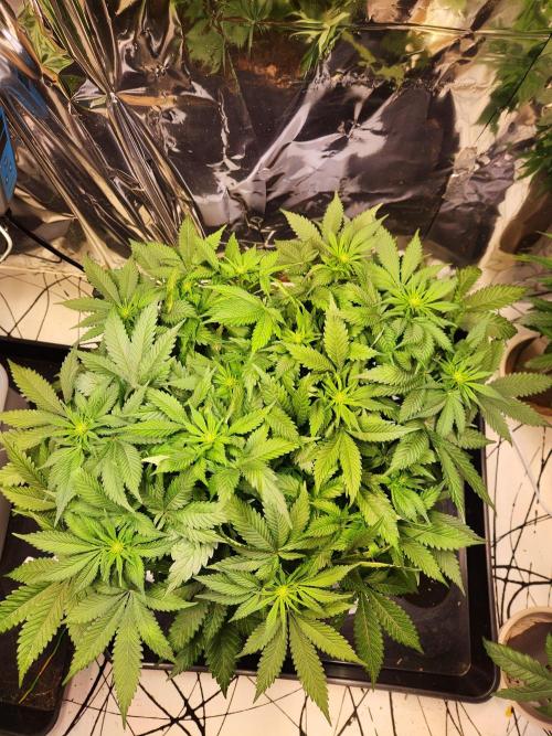 Cream Caramel. Week 9