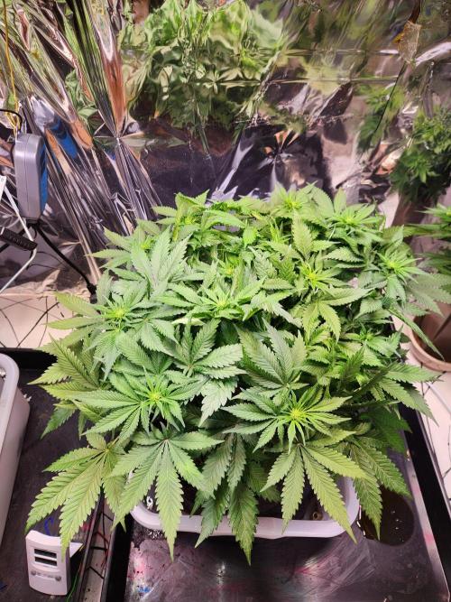 Cream Caramel. Week 9