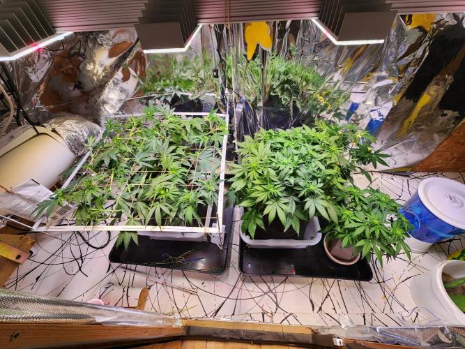 Cream Caramel. Week 9