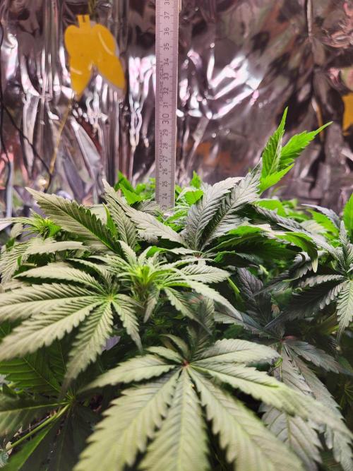 Cream Caramel. Week 9