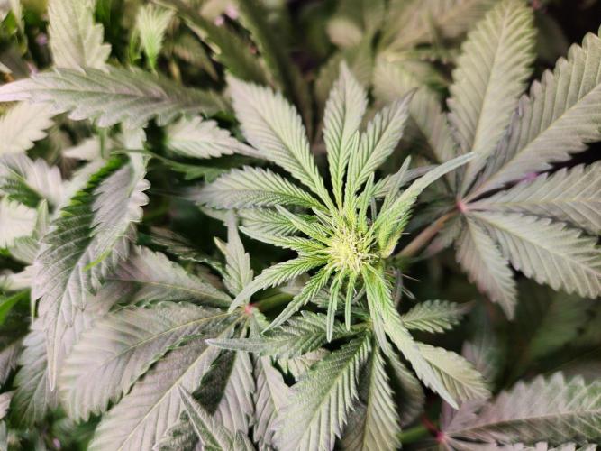 Cream Caramel. Week 9