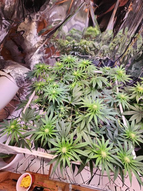 Cherry High. Week 10