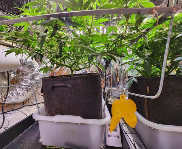 Cherry High. Week 10