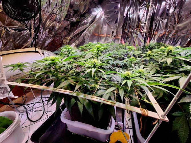 Cherry High. Week 10