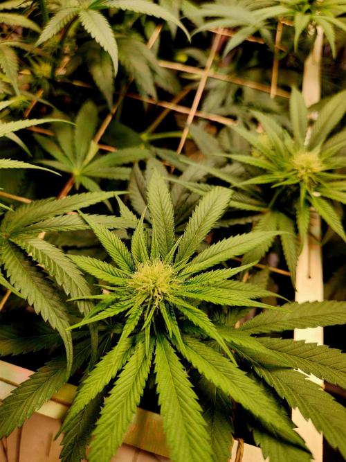 Cherry High. Week 10