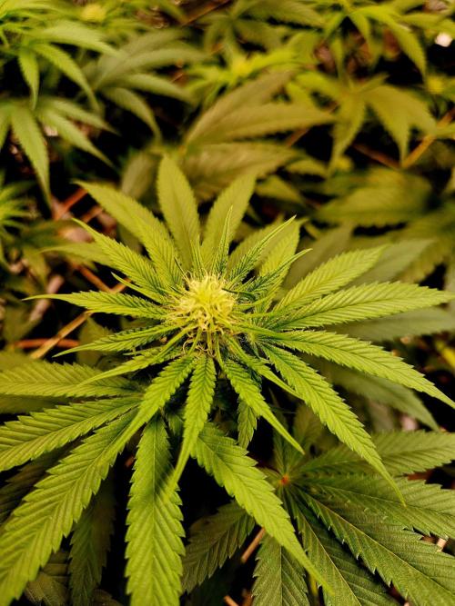 Cherry High. Week 10