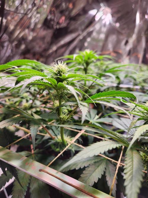 Cherry High. Week 10