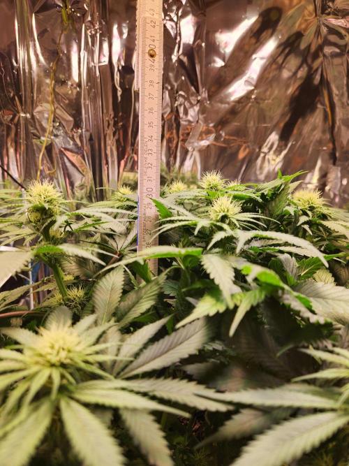 Cherry High. Week 10