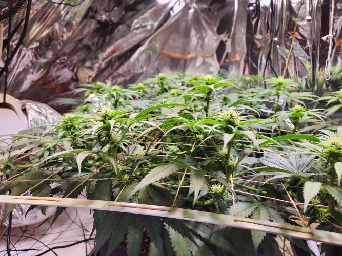 Cherry High. Week 10