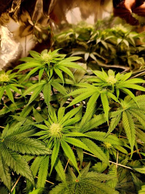 Cherry High. Week 10