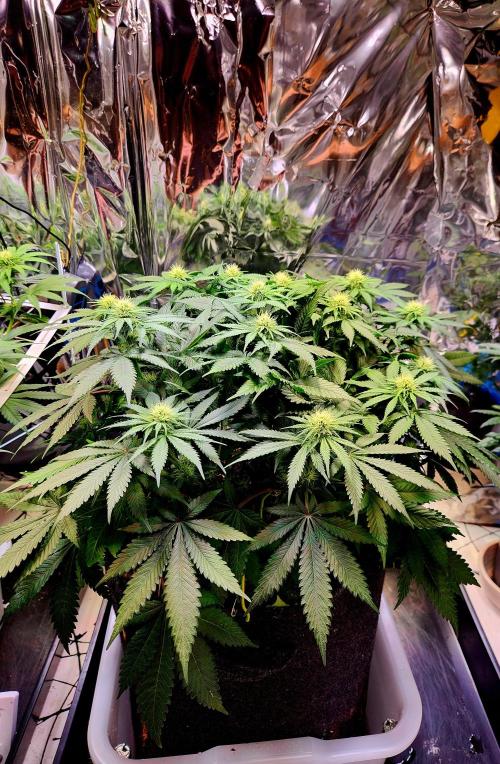 Cream Caramel. Week 10