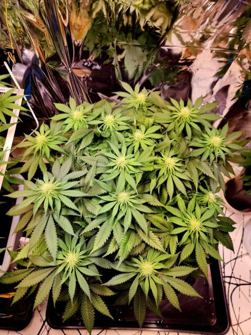 Cream Caramel. Week 10