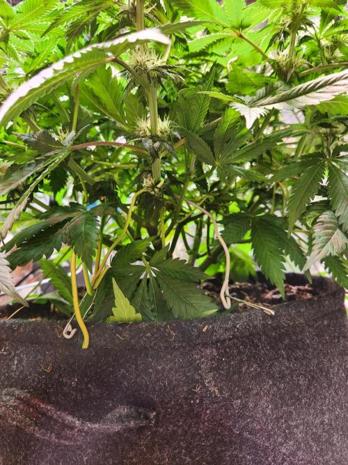 Cream Caramel. Week 10