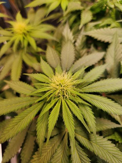 Cream Caramel. Week 10