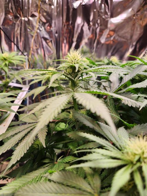 Cream Caramel. Week 10